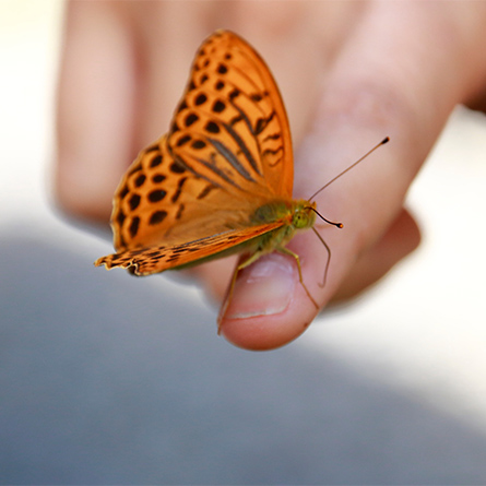 Ein orangener Schmetterling sitzt auf einer Hand