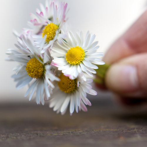 einige Gänseblümchen in einer Hand